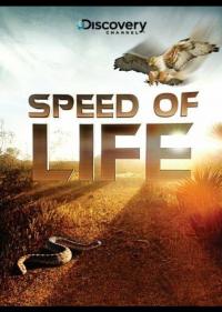 Постер Скорость жизни